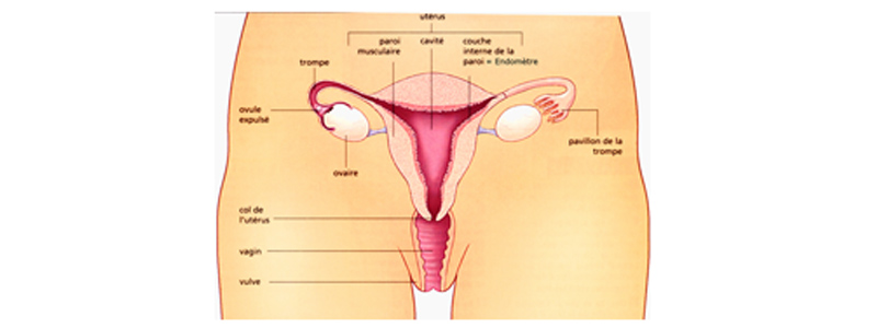 Appareil génital féminin