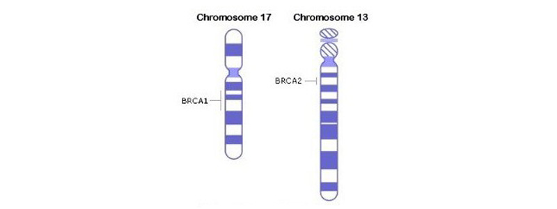 BRCA1 BRCA2