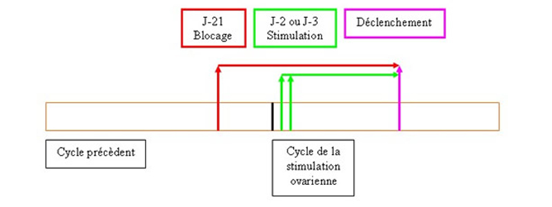 Protocoles de stimulation de l'ovulation en fécondation in vitro ...