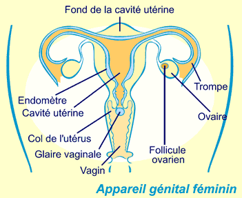 appareil genital feminin