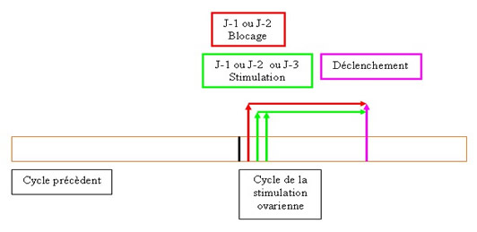 Protocoles de stimulation de l'ovulation en fécondation in vitro ...