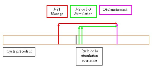 Protocoles de stimulation de l'ovulation en fécondation in vitro ...