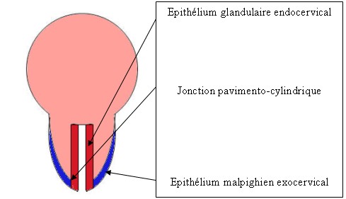 uterus 2